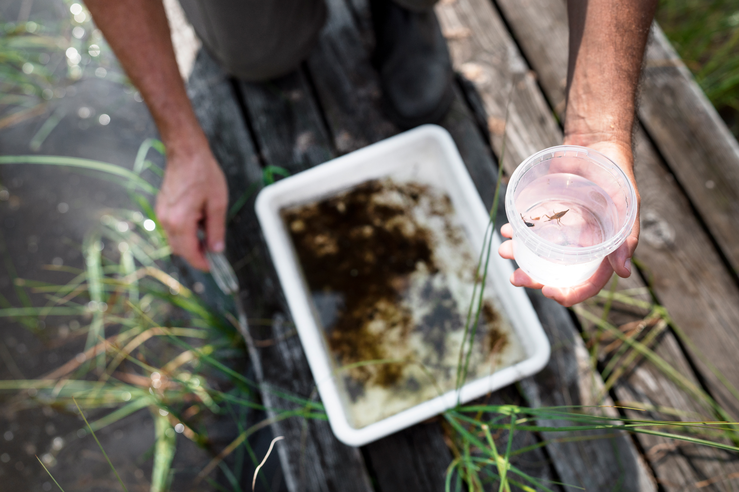 En forskare håller i en plastglas med ett yngel i. Forskaren sitter på en brygga i en sjö.
