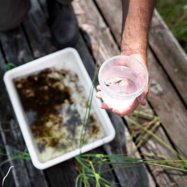 En forskare håller i en plastglas med ett yngel i. Forskaren sitter på en brygga i en sjö.