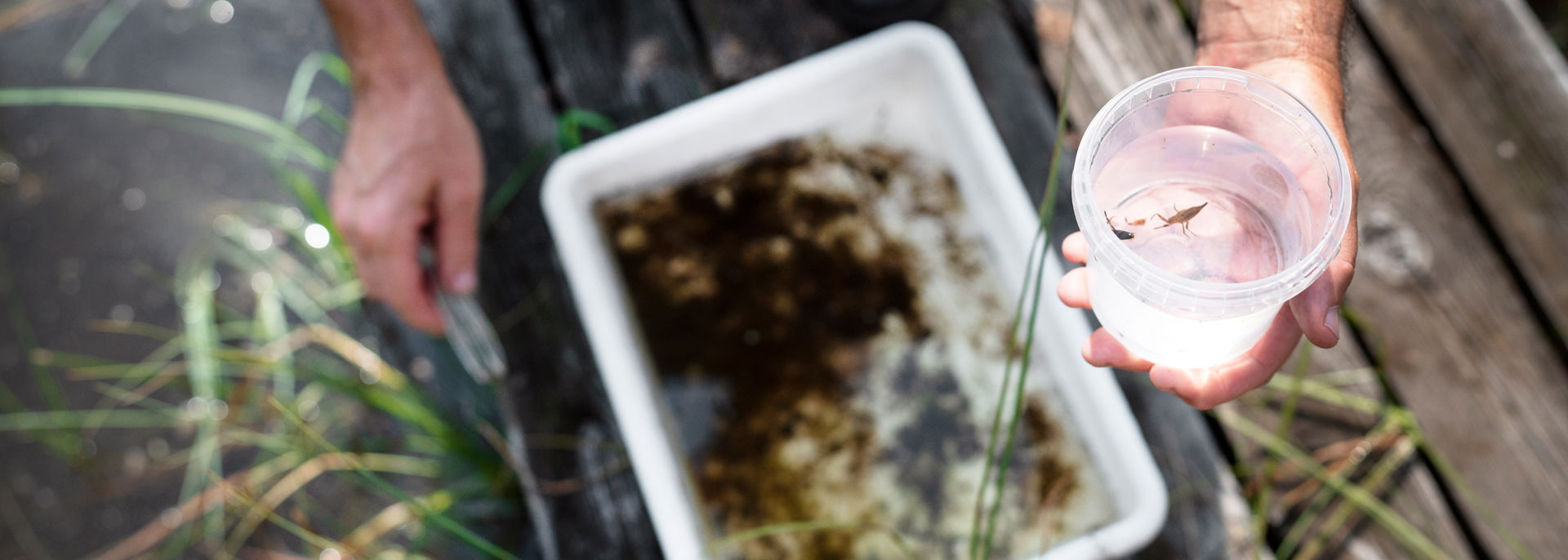 En forskare håller i en plastglas med ett yngel i. Forskaren sitter på en brygga i en sjö.